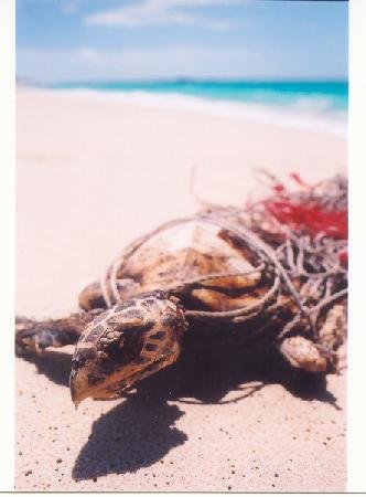 Turtle killed in a ghost net