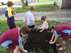 Salisbury children plant corn after school