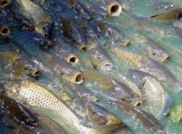 Carp genocide plans worry locals