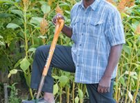 Biointensive farming shrinks agricultural footprint