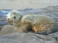 Starving sea lion