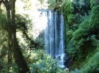 New Zealand grants personhood to a forest