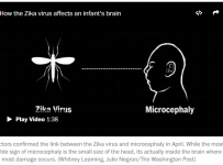 Washington Post on Zika
