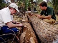 Reforestation for the Climate proceeds apace