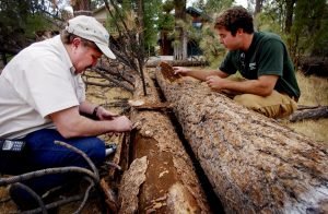 Dead redwoods as a result of beetle infestation