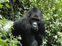 •	Humans continue to wipe out closest relatives