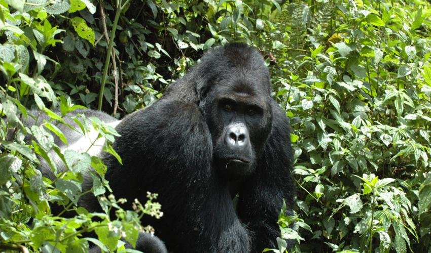 The Eastern Gorilla