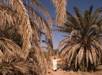 The death of an Oasis in the Mahgreb region of the Sahara