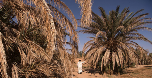 The death of an Oasis in the Mahgreb region of the Sahara