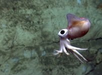 Dangerous toxins accumulate in deep-sea trenches