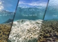 Reef faces new bleaching event