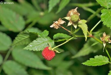 Rubus Probus - the Native Raspberry