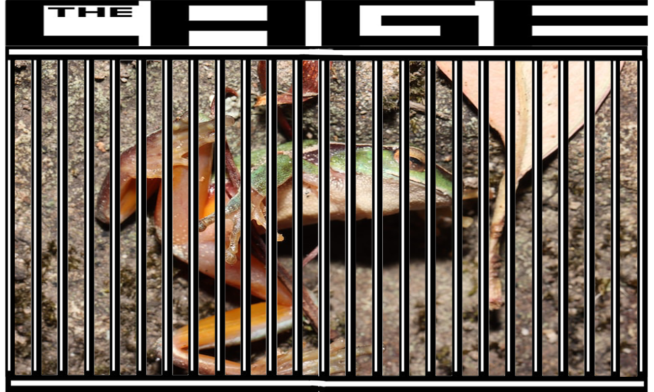 Dead frogs and phytoplankton